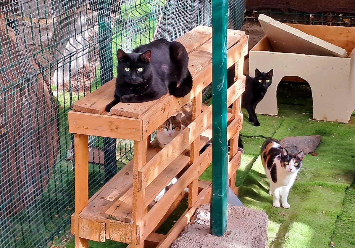 Katzenschutz auf La Gomera
