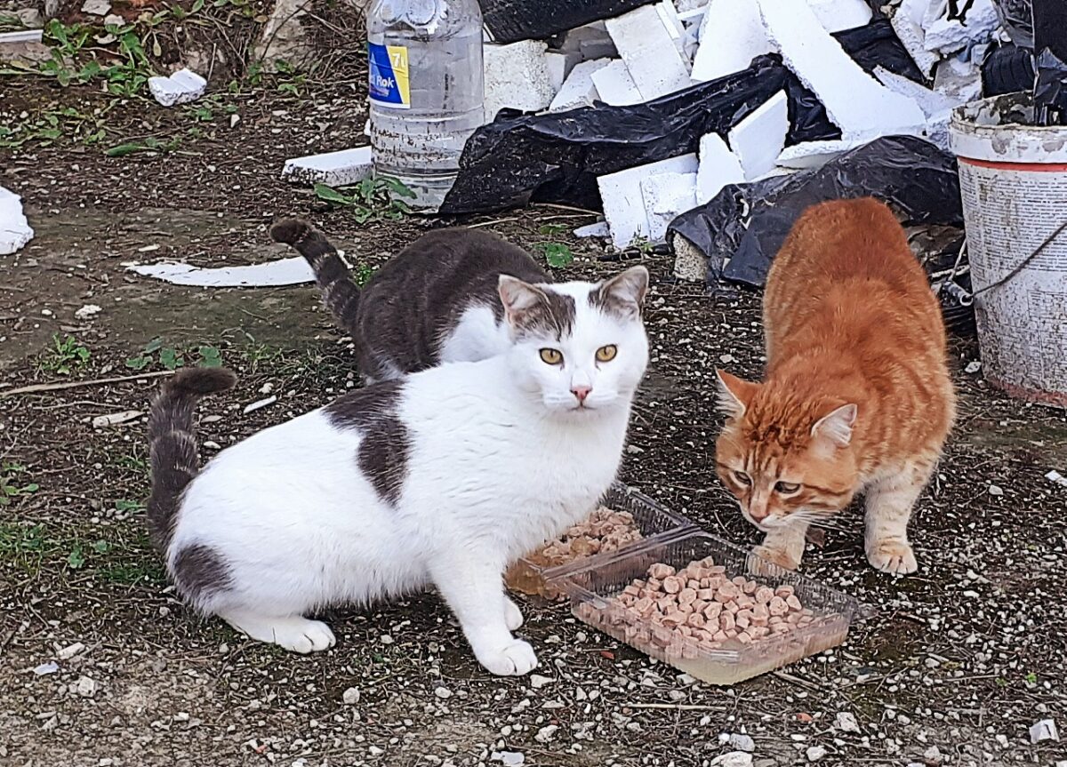 Straßenkatzen in Kroatien: Tierleid vor den Augen von Touristen